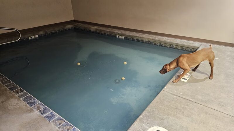 Paws 4 Fun - Lincoln, NE