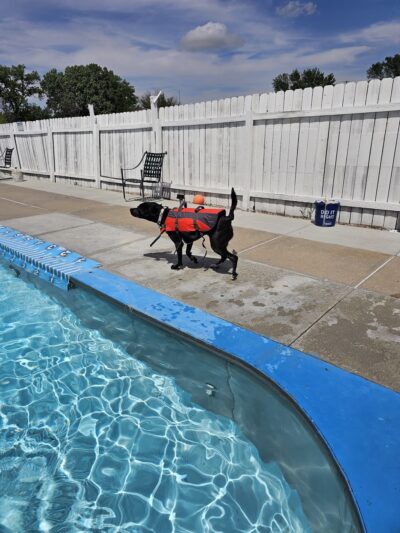 Paws 4 Fun - Lincoln, NE