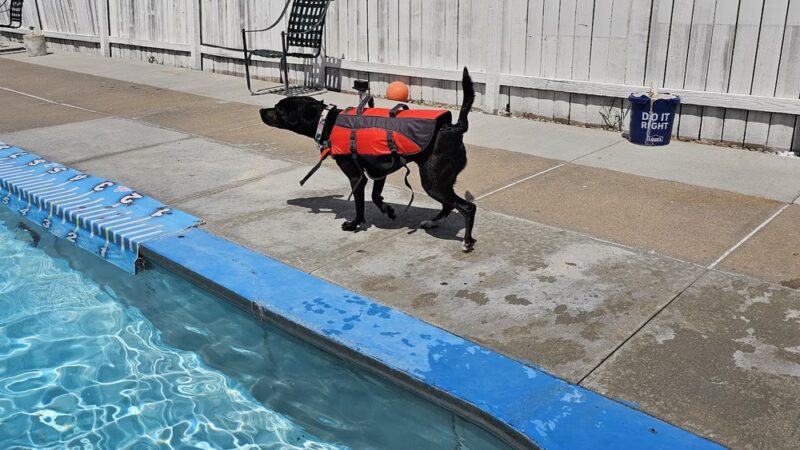 Paws 4 Fun - Lincoln, NE