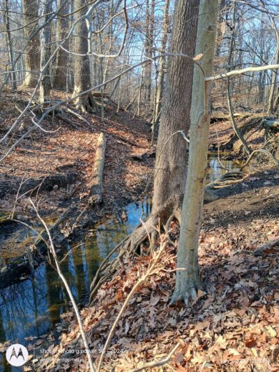 The Lexi Trail - Lincroft, NJ