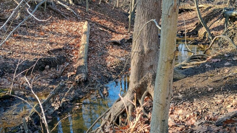 The Lexi Trail - Lincroft, NJ