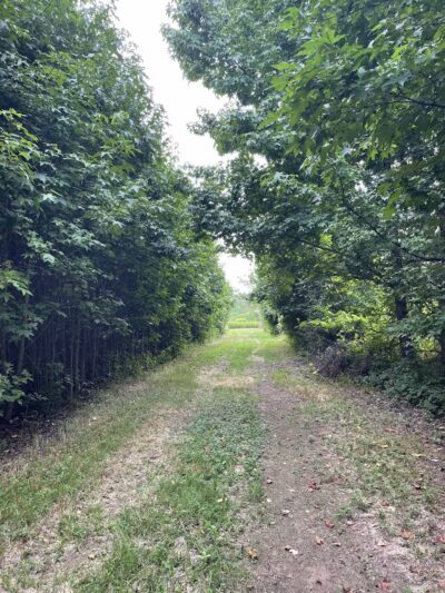 The Lexi Trail - Lincroft, NJ