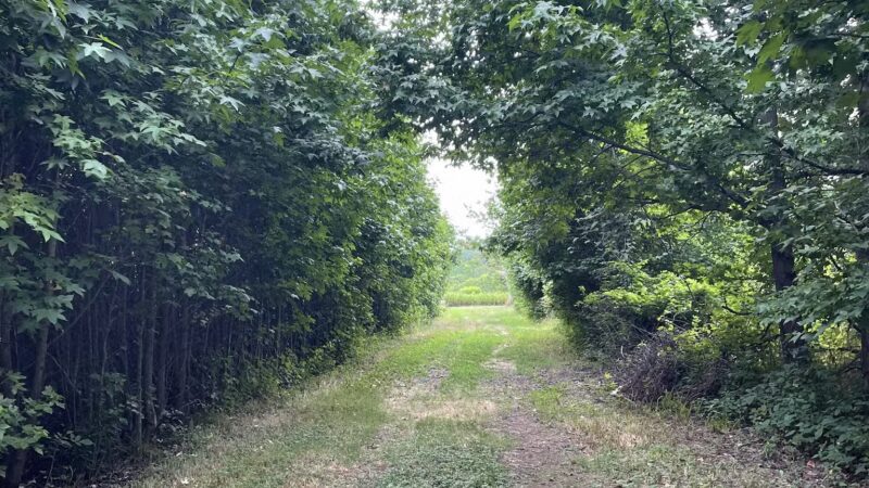 The Lexi Trail - Lincroft, NJ