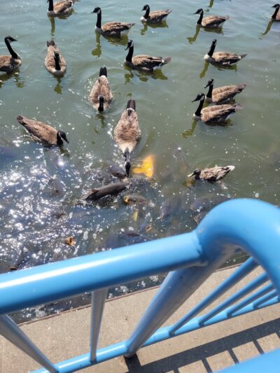Spillway Trail - Pymatuning State Park - Linesville, PA