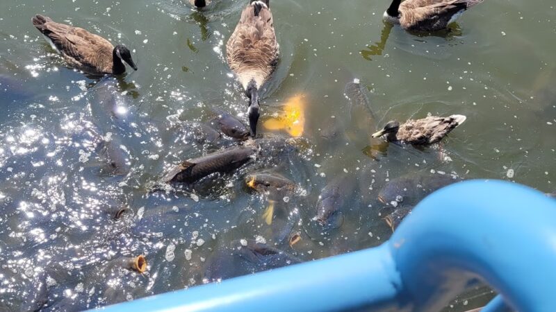 Spillway Trail - Pymatuning State Park - Linesville, PA