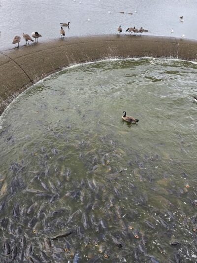 Spillway Trail - Pymatuning State Park - Linesville, PA