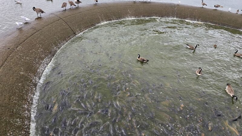 Spillway Trail - Pymatuning State Park - Linesville, PA