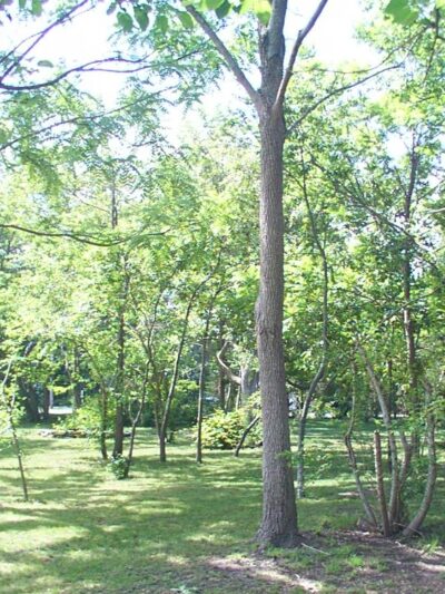 SJI Park - Linwood, NJ