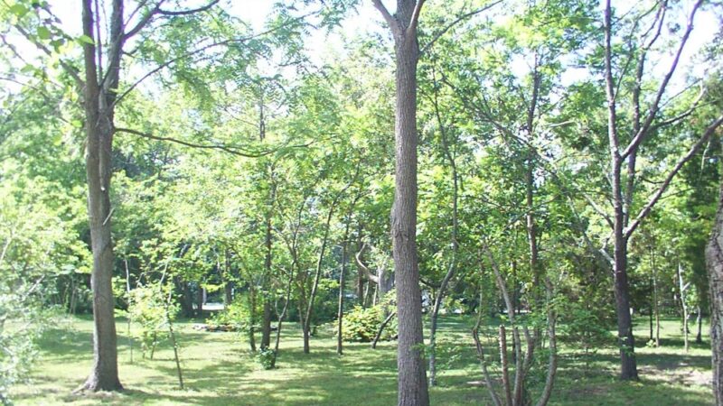 SJI Park - Linwood, NJ