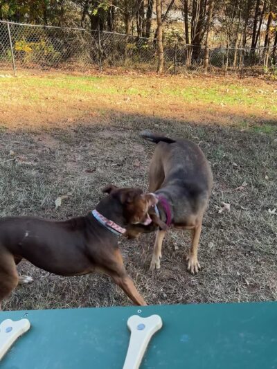 Yadkin dog park - Linwood, NC