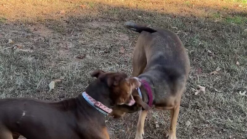 Yadkin dog park - Linwood, NC
