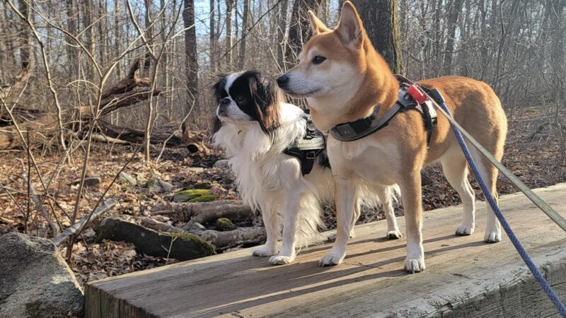 Burnham Tavern Trail (Parking) - Lisbon, CT