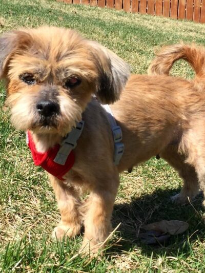 Fur Fun Rescue, Inc - Lisbon, IA