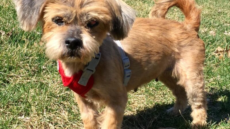 Fur Fun Rescue, Inc - Lisbon, IA