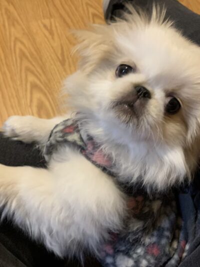 Fur Fun Rescue, Inc - Lisbon, IA