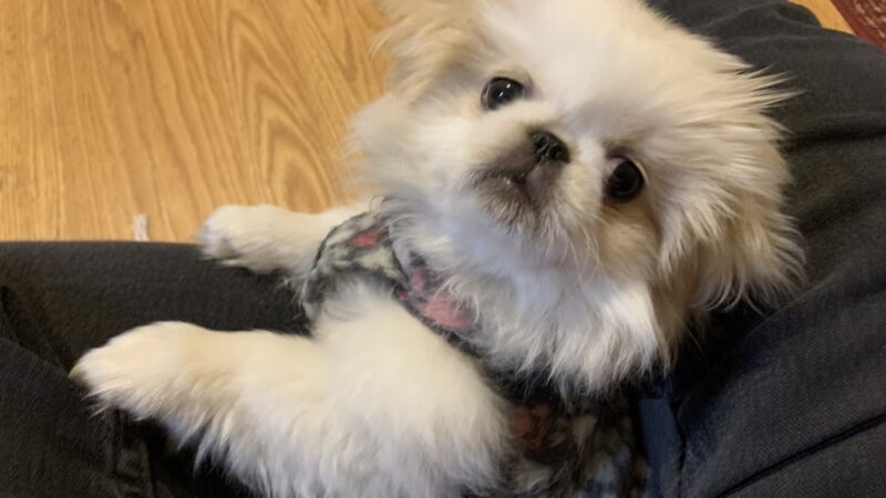 Fur Fun Rescue, Inc - Lisbon, IA