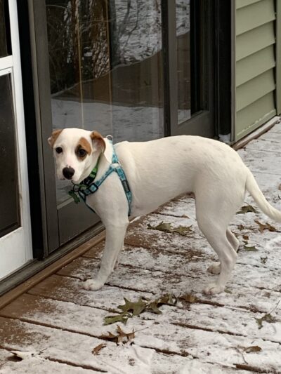 Fur Fun Rescue, Inc - Lisbon, IA