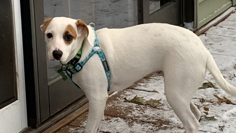 Fur Fun Rescue, Inc - Lisbon, IA