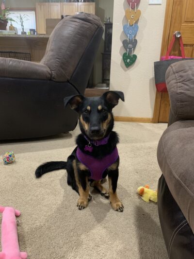 Fur Fun Rescue, Inc - Lisbon, IA