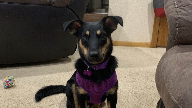 Fur Fun Rescue, Inc - Lisbon, IA