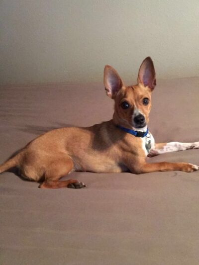 Fur Fun Rescue, Inc - Lisbon, IA