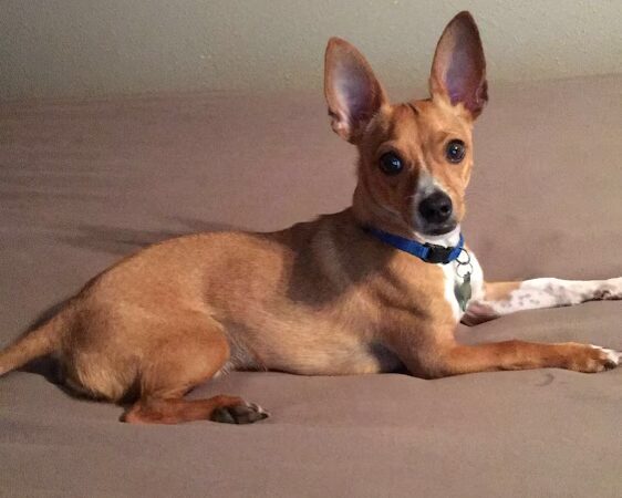 Fur Fun Rescue, Inc - Lisbon, IA