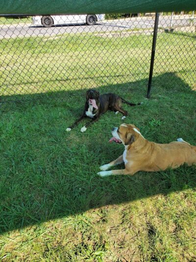 Lisbon Dog Park - Lisbon, OH