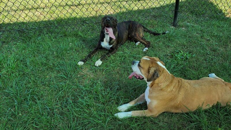 Lisbon Dog Park - Lisbon, OH