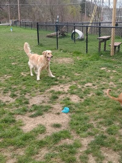 Lisbon Dog Park - Lisbon, OH