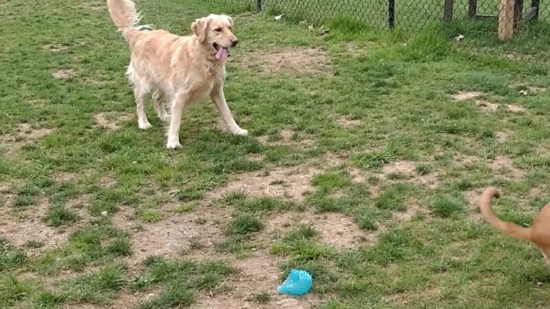 Lisbon Dog Park - Lisbon, OH