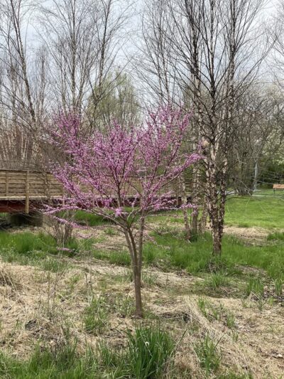 Nature Trail - Lititz, PA
