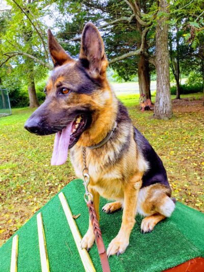 Cranberry Creek Pet Lodging - Little Egg Harbor Township, NJ