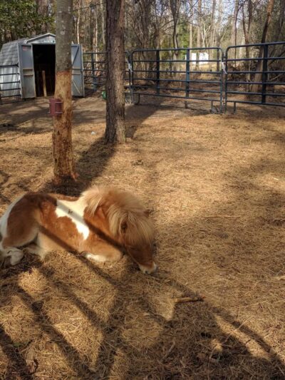 Cranberry Creek Pet Lodging - Little Egg Harbor Township, NJ