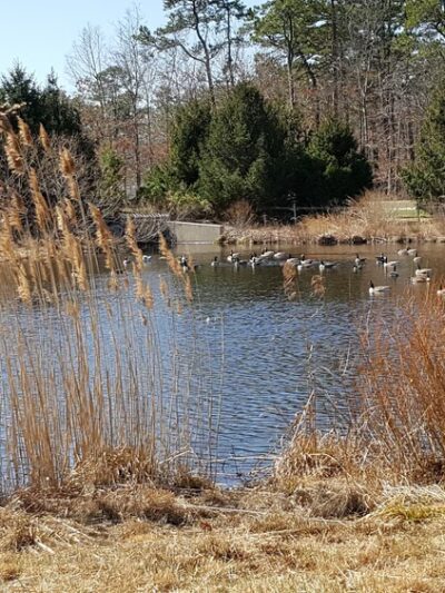 Freedom Fields County Park - Little Egg Harbor Township, NJ
