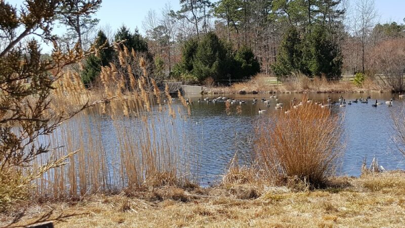 Freedom Fields County Park - Little Egg Harbor Township, NJ