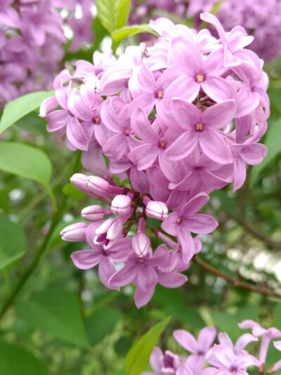 Mystic Island Park - Little Egg Harbor Township, NJ