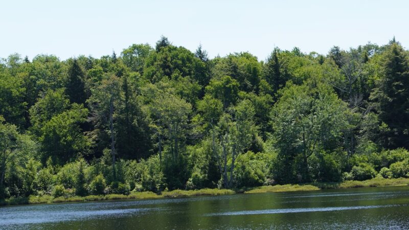 Long Pond Trailhead - Livingston Manor, NY