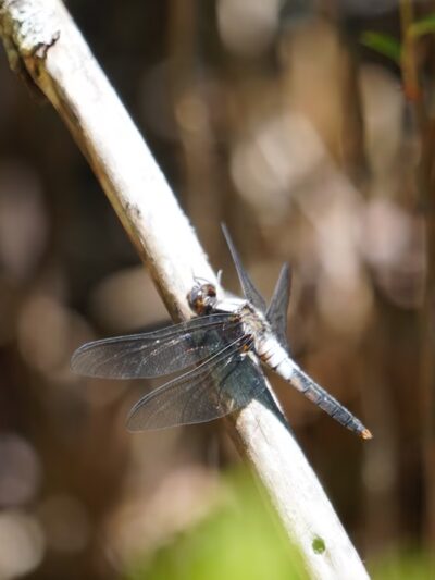 Long Pond Trailhead - Livingston Manor, NY