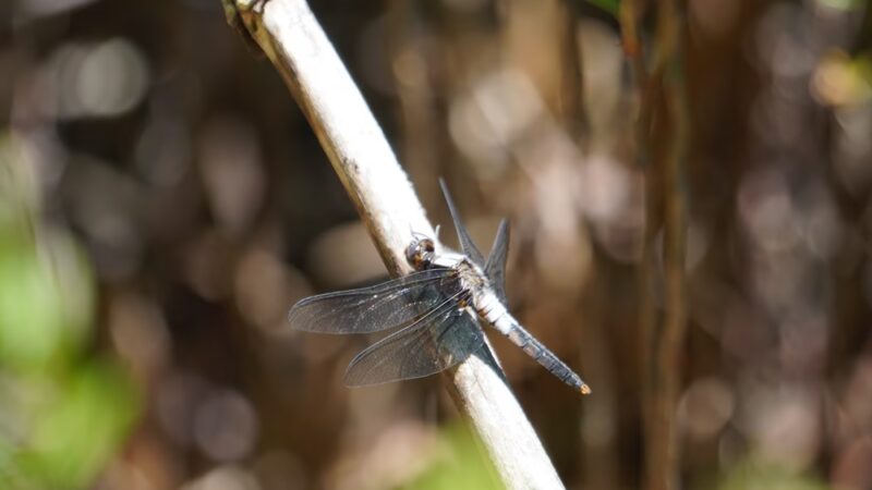 Long Pond Trailhead - Livingston Manor, NY