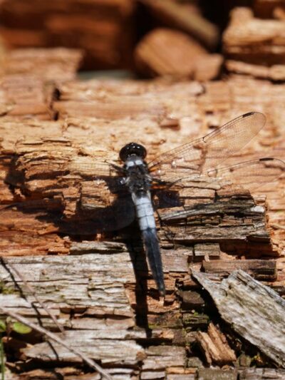 Long Pond Trailhead - Livingston Manor, NY