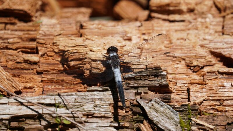 Long Pond Trailhead - Livingston Manor, NY