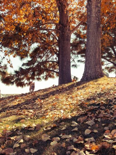 “Ramada” park - Lochbuie, CO