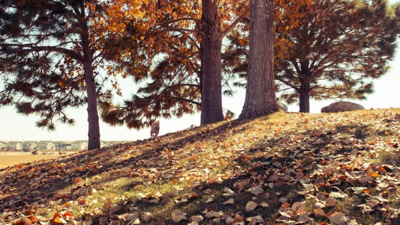 “Ramada” park - Lochbuie, CO