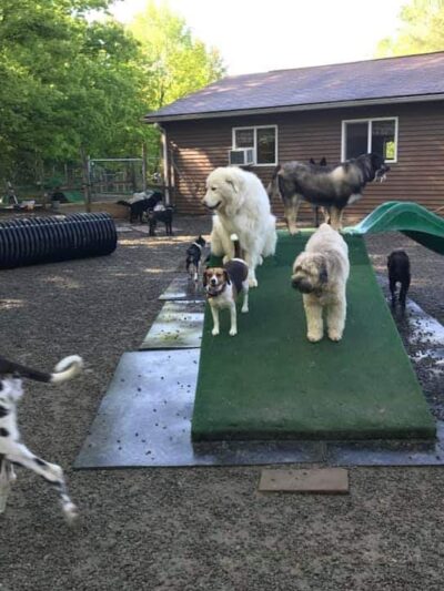 Furry Friends Inn - Lockwood, NY