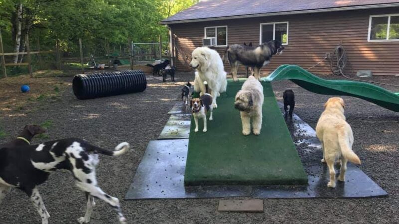 Furry Friends Inn - Lockwood, NY