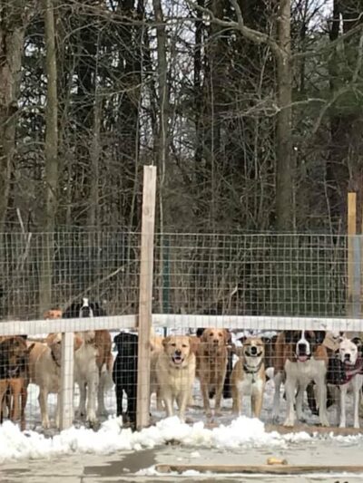 Furry Friends Inn - Lockwood, NY