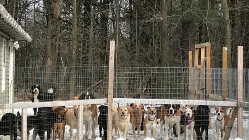 Furry Friends Inn - Lockwood, NY