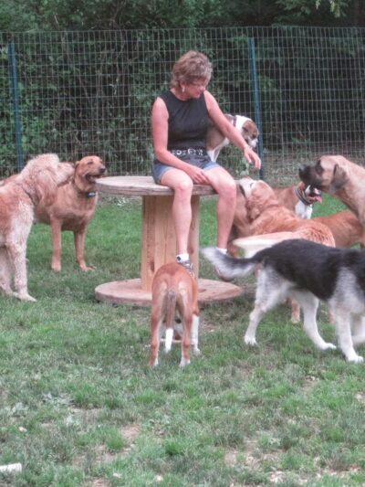 Furry Friends Inn - Lockwood, NY