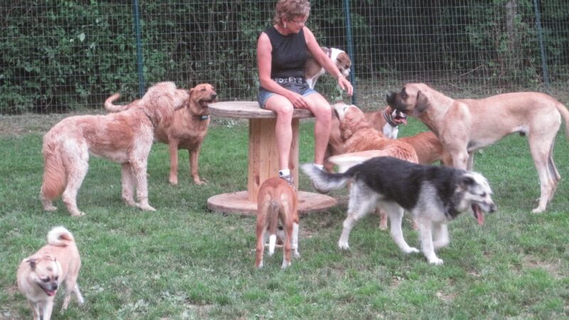 Furry Friends Inn - Lockwood, NY