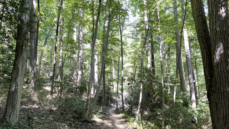 Claypit Creek - Locust, NJ